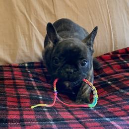 Boston Terrier and French Bulldog Puppies from High Plains Bullies