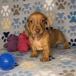 Lil Red - Red female Dachshund puppy in Chesapeake, Virginia from Pudgy Paws Dachshunds