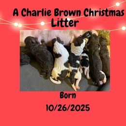 Poodle puppies from Snugglebear Moyen Poodles of SE Idaho