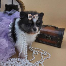 Tamera - Tri-colored female Pomeranian puppy in Milwaukee, Wisconsin from Dolcebellezza’s Poms