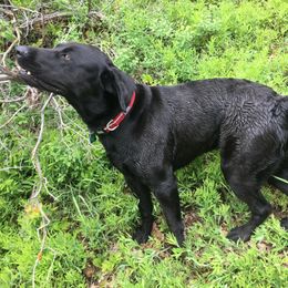 Labrador Retriever All Grown Up from Rocky Mountain Dogs - Utah