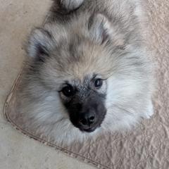 ORANGE GIRL - Black and silver female Keeshond puppy in Fayetteville, Tennessee from Erbekees-Keeshonden