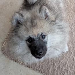ORANGE GIRL - Black and silver female Keeshond puppy in Fayetteville, Tennessee from Erbekees-Keeshonden