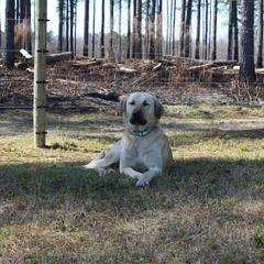 Boudreaux - Anatolian Shepherd Dog
