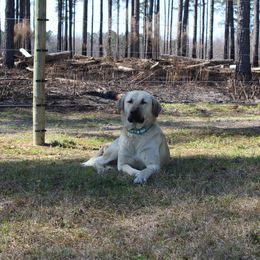 Boudreaux - Anatolian Shepherd Dog