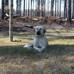 Boudreaux - Anatolian Shepherd Dog