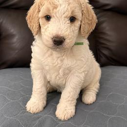 AKC Green Boy - Parti male Poodle puppy in Surprise, Arizona from Gentle Paw Goldendoodles