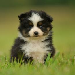 Altie - Black tri male Toy Australian Shepherd puppy in Hartman, Arkansas from Southern Edition Aussies