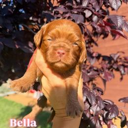 Belle - Red female Cockapoo puppy in Millville, California from Hope Lane Kennels