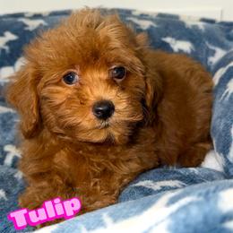 Tulip - Red  female Goldendoodle puppy in Beecher, Illinois from Erica’s Doodles