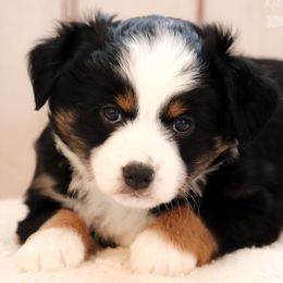 Miniature Australian Shepherds and Toy Australian Shepherds from Rolling Ridge Farms