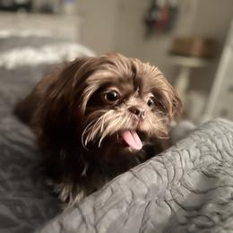 Shih Tzu Puppies from Jodi’s Shihtzus