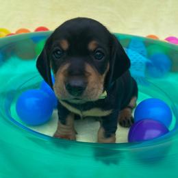 Fisher-Yellow collar-2500 - Black and tan male Dachshund puppy in Great Bend, Pennsylvania from Dashing Doxies