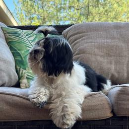 Hey Boy - Black and white male Shih Tzu puppy in Cheney, Washington from Serene Prairie K9