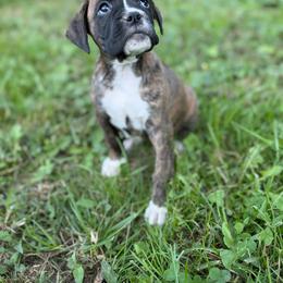 Boy 2 - Brindle male Boxer puppy in Prestonsburg, Kentucky from Bre’s Boxers