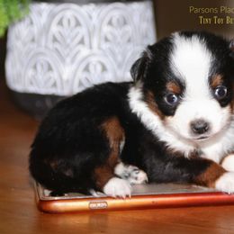 Miniature Australian Shepherd Puppies from Parsons Place Aussies