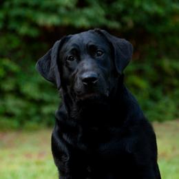 Deanna - Labrador Retriever