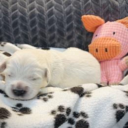 Gray - Light golden female Golden Retriever puppy in Clovis, California from Puppy Love, Hall's Goldens