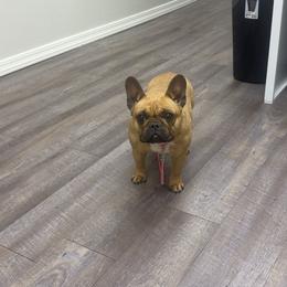 Harley - French Bulldog