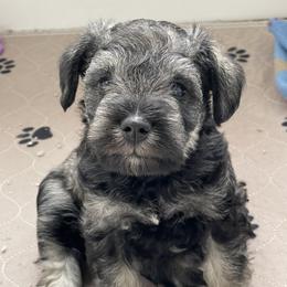 Miniature Schnauzer Puppies from Sue’s Miniature Schnauzers