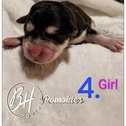 Dawn - Black and white female Pomsky puppy in Norfolk, Virginia from 'Brick'House Couture Pomskies