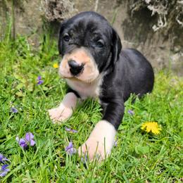Male 1 - Mantle male Great Dane puppy in Columbia Stat, Ohio from Rocky Road Chocolate Danes