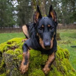 Abraxos du Joie de Vie - Black and rust female Beauceron puppy in Henderson, Nevada from Joie de Vie Beaucerons