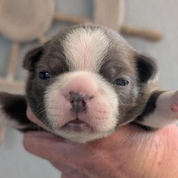 Blue boy 2 - Blue male Boston Terrier puppy in Oak Hills, California from All American Boston Terriers