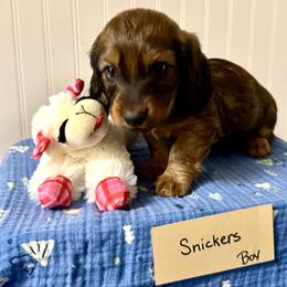 Snickers - Chocolate and tan male Dachshund puppy in Crawford, Colorado from Spotted Doxie Ranch