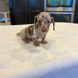 Jaguar - Dapple male Dachshund puppy in Conroe, Texas from Darci's Dachshunds