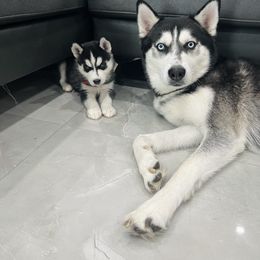 Maltese and Siberian Husky Puppies from Nyx’s Pack