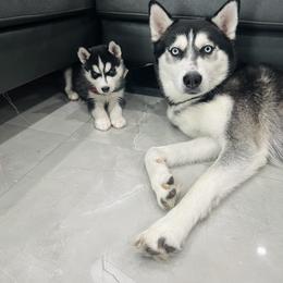 Maltese and Siberian Husky Puppies from Nyx’s Pack