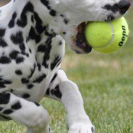 Dalmatians from Dal's Alley Dalmatians