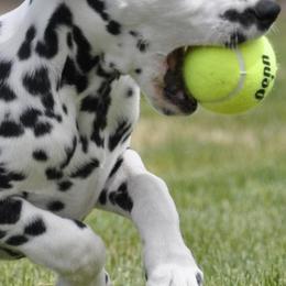 Dalmatians from Dal's Alley Dalmatians