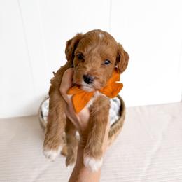 Hopper - orange collar boy - Red male Cavapoo puppy in Melbourne, Florida from Space Coast Doodle Co.