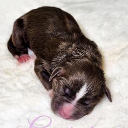 Georgie - Red tri female Miniature Australian Shepherd puppy in Mc Alester, Oklahoma from Angel's Aussies
