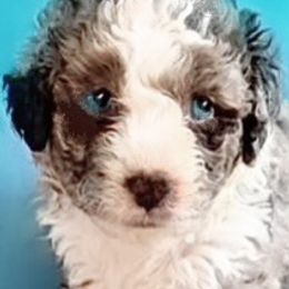 Bernedoodle and Sheepadoodle Puppies from Doodlebuds