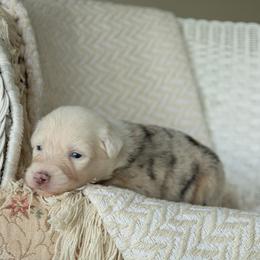 Puppy 5 White - Blue merle female Australian Shepherd puppy in Avoca, Iowa from Danker Farms