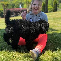 Poodle Puppies from Ocala Standard Poodles