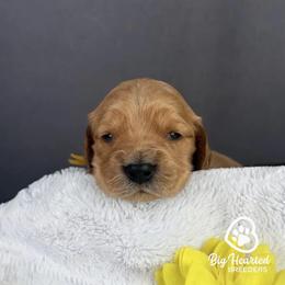 Brie - Cream female Goldendoodle puppy in Utah County, Utah from Big Hearted Breeders