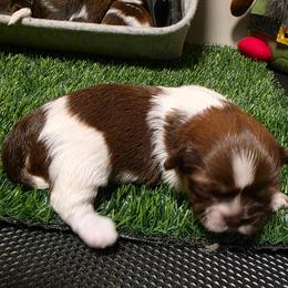 Boy One - Tricolor male Shih Tzu puppy in New Bern, North Carolina from Kuddly Creatures