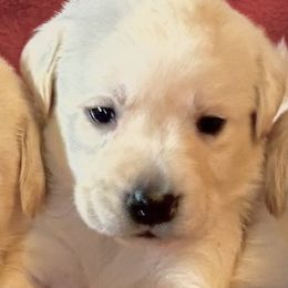 Yellow girl 3 - Yellow female Labrador Retriever puppy in Jamestown, Ohio from Heartlands Quality Labrador Retrievers