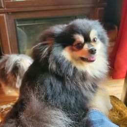 Riviera - Pomeranian