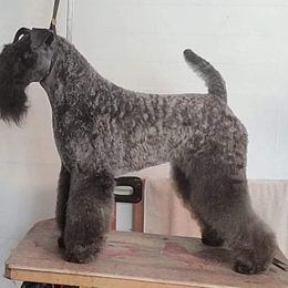 Kerry Blue Terrier All Grown Up from BlueAire