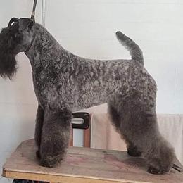 Kerry Blue Terrier All Grown Up from BlueAire