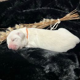 Leif - Light golden male Golden Retriever puppy in Adair, Oklahoma from Rejoice Retrievers