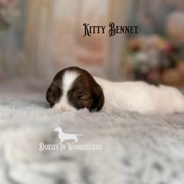 Kitty Bennet - Cream female Dachshund puppy in Rainier, Oregon from Doxies in Wonderland