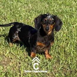 Minnie - Dachshund