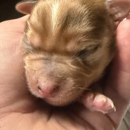 Charlie - Merle male Morkie puppy in Winston Salem, North Carolina from Patty’s Paws