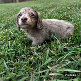 Boy 2 AKC - Chocolate and cream male Dachshund puppy in Lehigh Acres, Florida from Ruby Rose Dachshund Dynasty